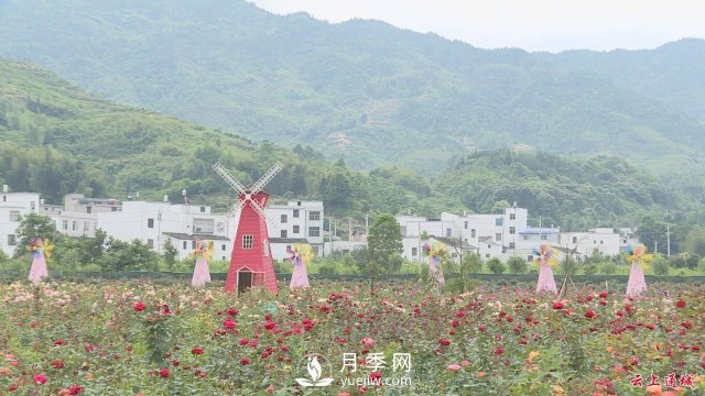 湖北通城：月季賞花經(jīng)濟(jì)打造美麗鄉(xiāng)村新面貌(圖4)