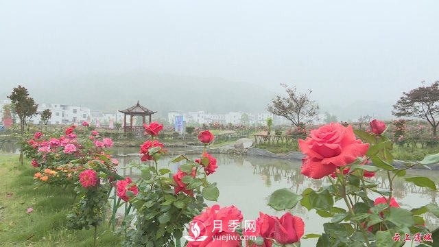 湖北通城：月季賞花經(jīng)濟(jì)打造美麗鄉(xiāng)村新面貌(圖2)