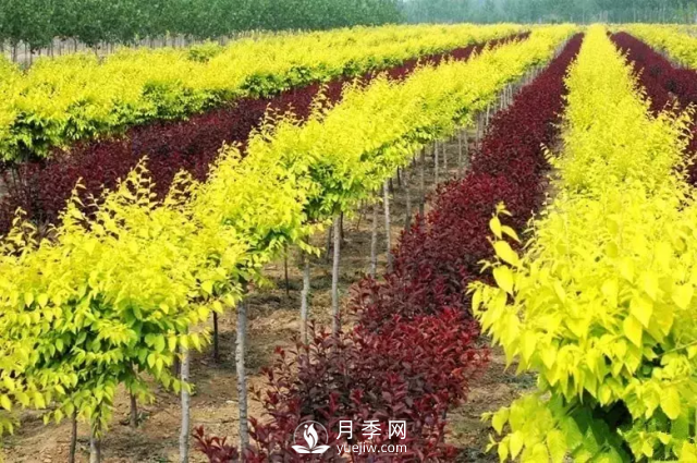 說說中國人自己知識產(chǎn)權的彩葉苗木，金葉榆(圖1)
