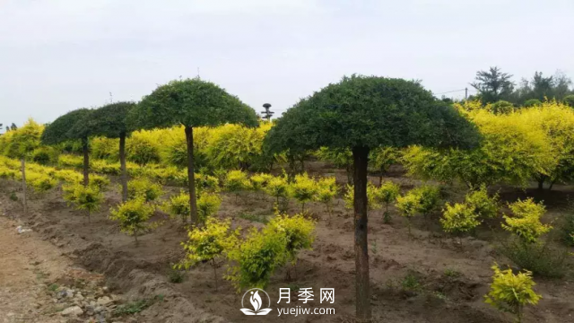 說說中國人自己知識產(chǎn)權的彩葉苗木，金葉榆(圖2)