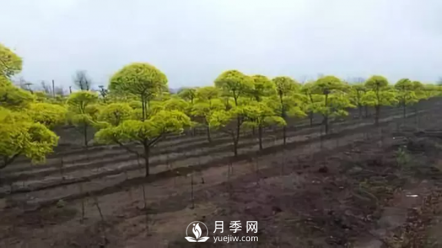 說說中國人自己知識產(chǎn)權的彩葉苗木，金葉榆(圖3)