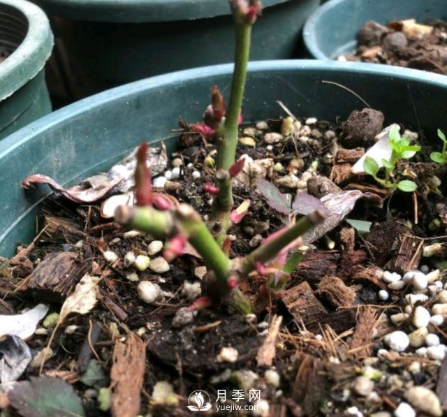 還沒開春月季花就發(fā)芽了，可以放開養(yǎng)了嗎？小心倒春寒(圖2)