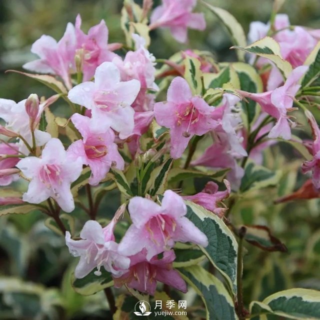13種耐寒的盆栽花卉，零下20多度可存活，大部分南方也能種(圖12)