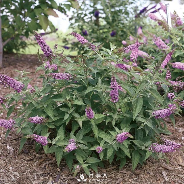 13種耐寒的盆栽花卉，零下20多度可存活，大部分南方也能種(圖21)