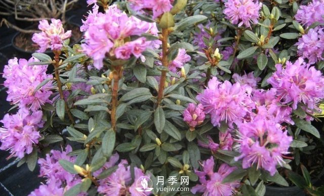 13種耐寒的盆栽花卉，零下20多度可存活，大部分南方也能種(圖29)