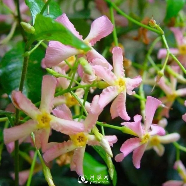 13種耐寒的盆栽花卉，零下20多度可存活，大部分南方也能種(圖10)