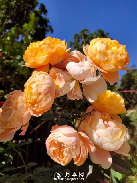 早春養(yǎng)月季，做好三方面養(yǎng)護，生長開花不用愁(圖1)