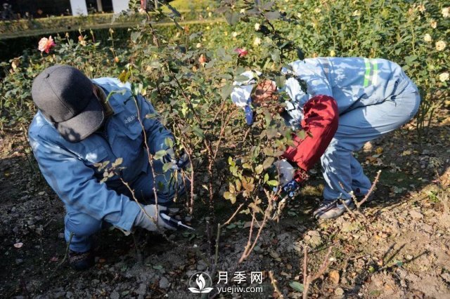 月季養(yǎng)護(hù)12個月計劃表，按照這個養(yǎng)，月季花園不是夢(圖1)