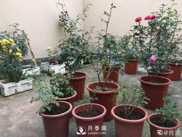 月季養(yǎng)護(hù)12個月計劃表，按照這個養(yǎng)，月季花園不是夢(圖3)