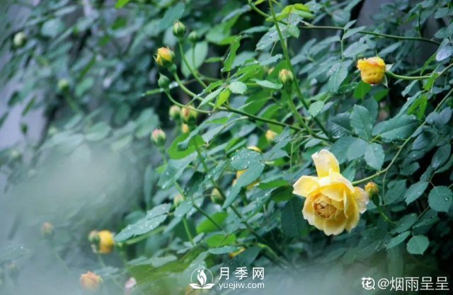 月季養(yǎng)護(hù)12個月計劃表，按照這個養(yǎng)，月季花園不是夢(圖6)