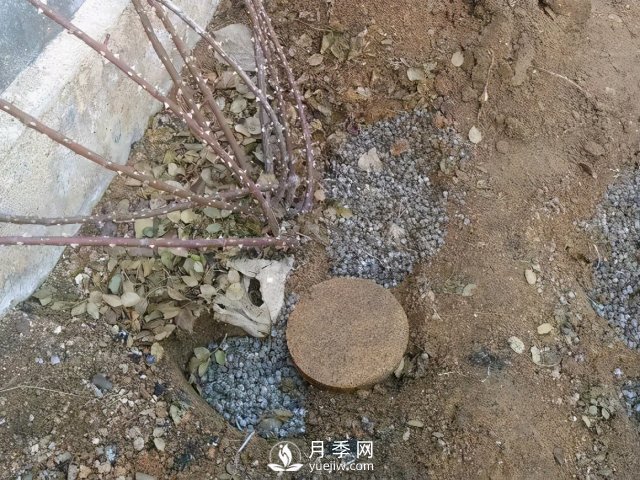月季養(yǎng)護(hù)12個月計劃表，按照這個養(yǎng)，月季花園不是夢(圖2)