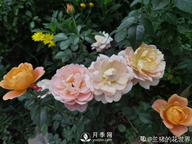 月季養(yǎng)護(hù)12個月計劃表，按照這個養(yǎng)，月季花園不是夢(圖7)
