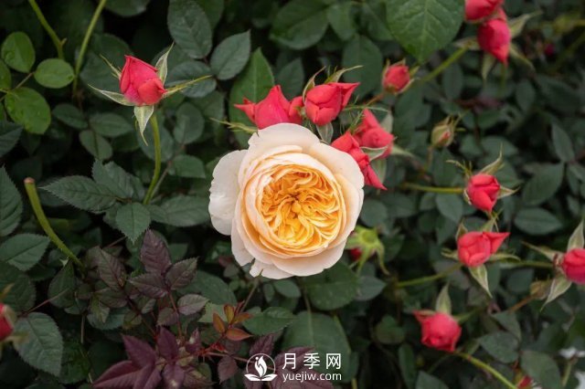 月季養(yǎng)護(hù)12個月計劃表，按照這個養(yǎng)，月季花園不是夢(圖4)