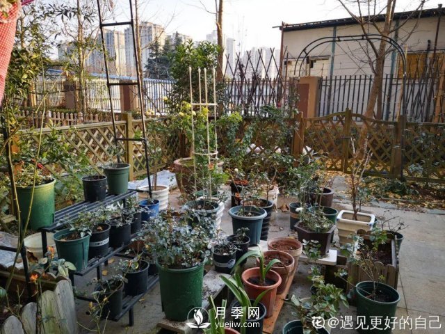 月季養(yǎng)護(hù)12個月計劃表，按照這個養(yǎng)，月季花園不是夢(圖8)