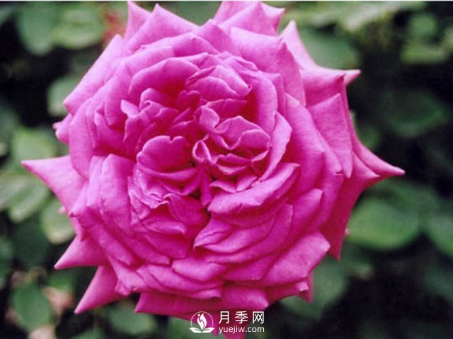 月季的花期有時(shí)候是很短的，怎樣制作月季干花你知道嗎？(圖1)