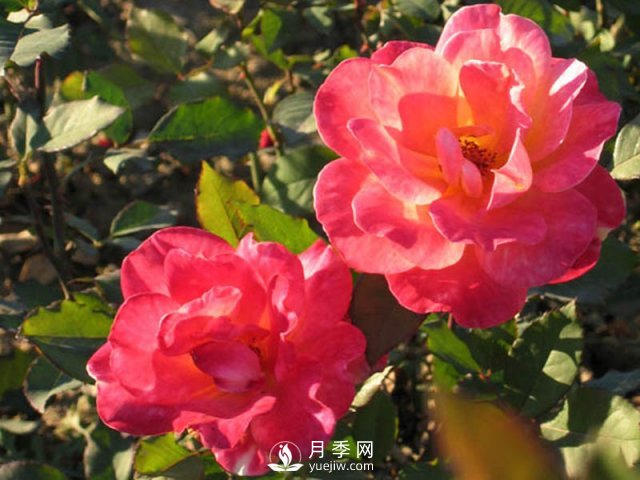 月季花黑斑病是很容易出現(xiàn)的，如何防治的方法很重要？(圖1)