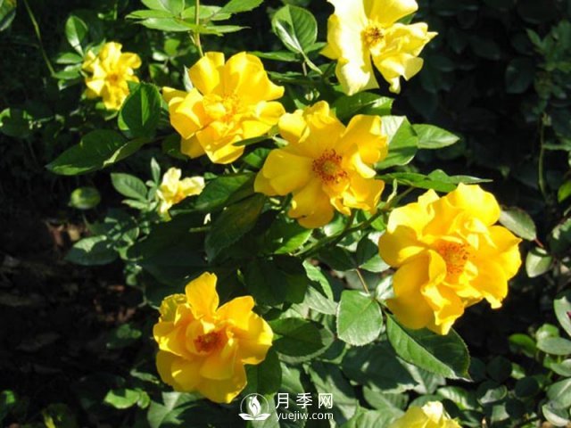 月季水插繁殖的方法，掌握這種方法還是需要學(xué)習(xí)的(圖1)