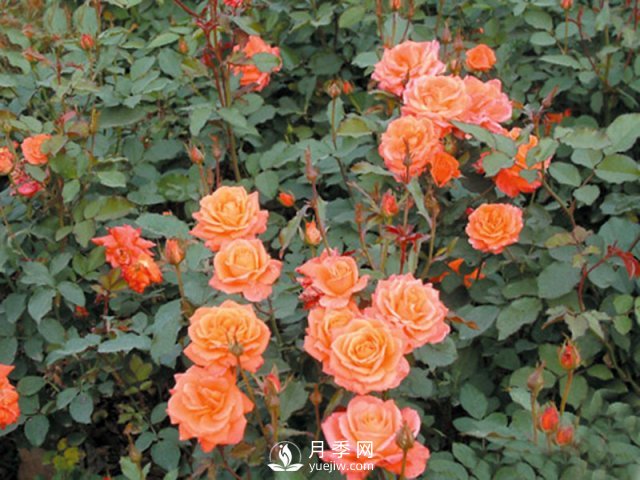 月季花茶和玫瑰花茶怎樣能夠區(qū)分開？(圖1)