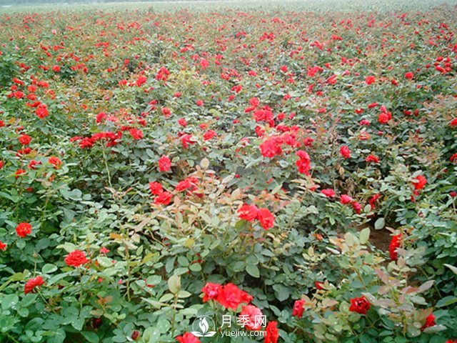 為什么給月季施葉面肥？如何讓月季茁壯成長？(圖1)