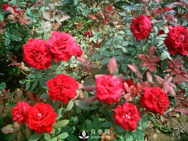 在冬季，怎樣做好月季的扦插？南陽(yáng)月季園告訴你(圖1)