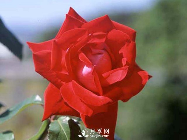 月季的硬枝扦插和管理方法很重要的，直接月季繁育(圖1)