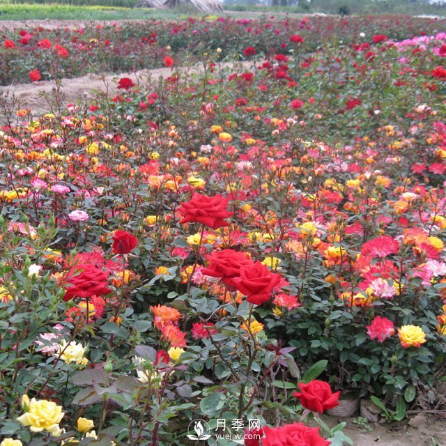 怎樣養(yǎng)好月季花？石橋月季告訴你(圖1)