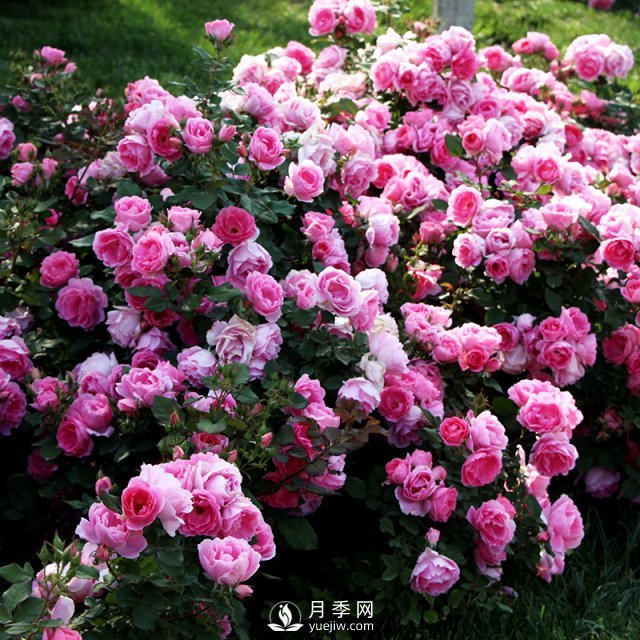 月季的繁殖方式有哪些？南陽石橋月季告訴你(圖1)