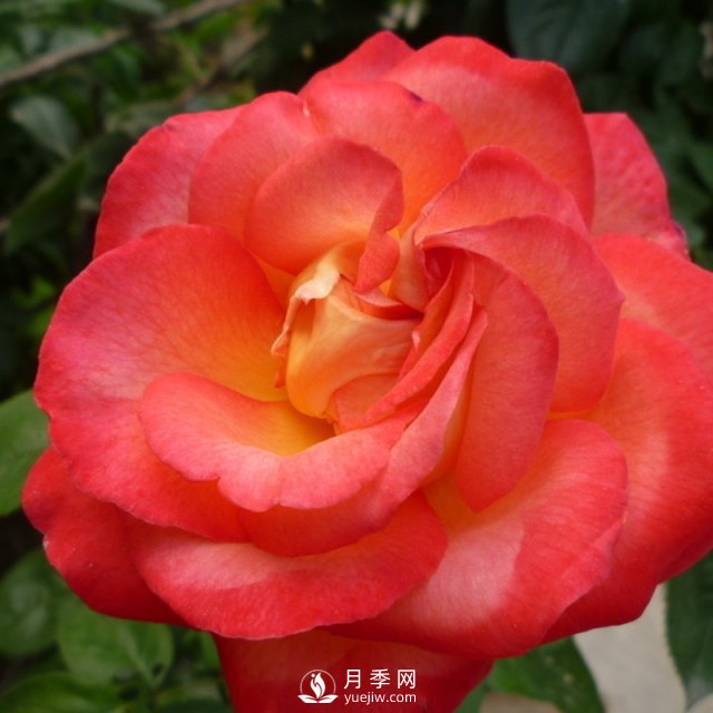 月季該怎么養(yǎng)護(hù)？石橋月季告訴你(圖1)