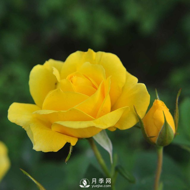 月季栽培需要注意哪些？石橋月季基地告訴你(圖1)