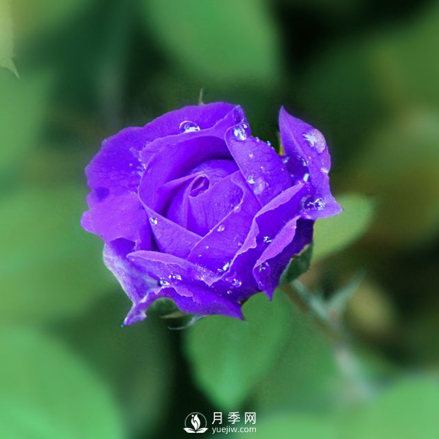 月季網(wǎng)說(shuō)說(shuō)月季的主要用途是哪些方面？(圖1)
