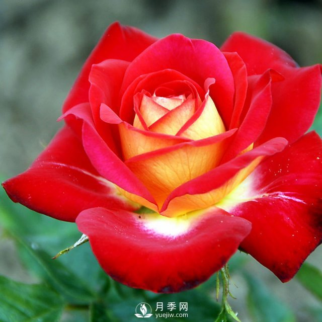 月季花與家居怎么搭配好？南陽月季告訴你(圖1)