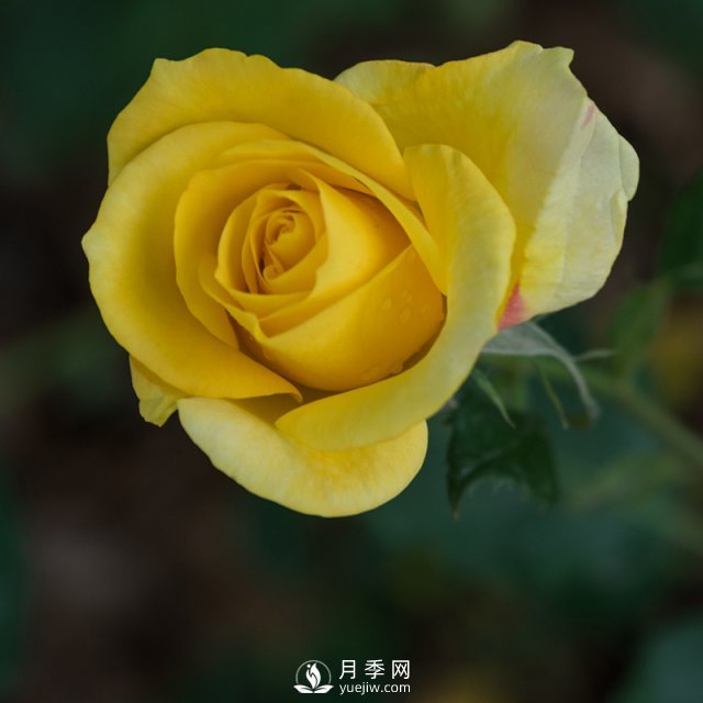 樹(shù)狀月季批發(fā)商為大家介紹月季日光溫室栽培技術(shù)的田間管理(圖1)