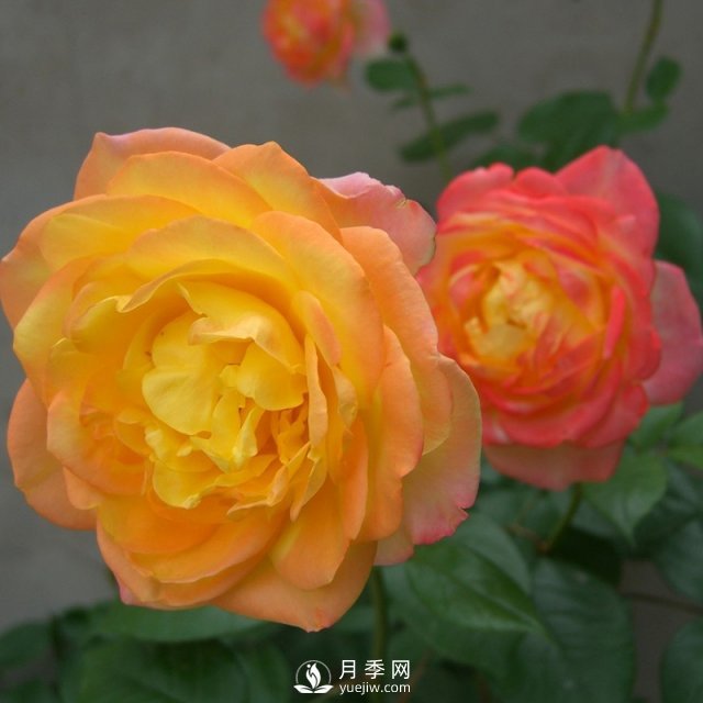 如何種植月季黃金盛典？(圖1)