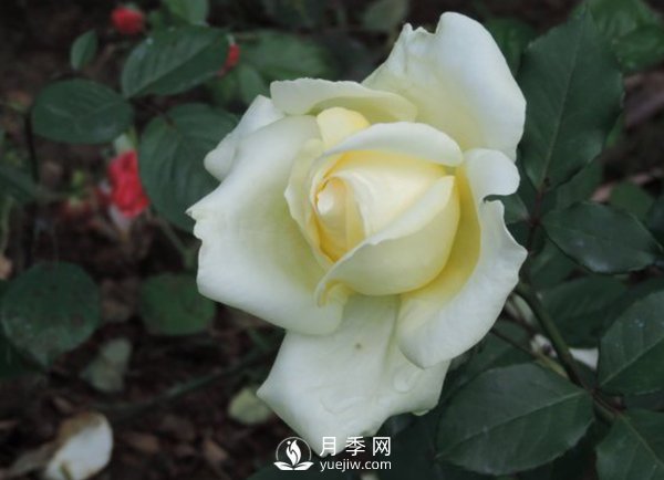 月季?；ū９夹g(shù)(圖1)