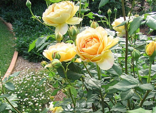 冬季來臨應該如何讓養(yǎng)植盆栽月季樹？(圖1)