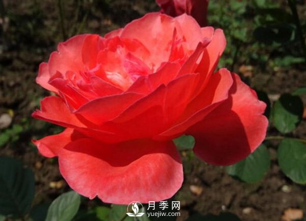 冬季把月季花放在南邊陽(yáng)臺(tái)好？還是北邊陽(yáng)臺(tái)好？(圖1)