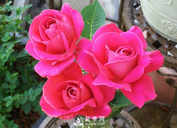 月季在冬天長筍芽好不好？應(yīng)該如何處理？(圖1)