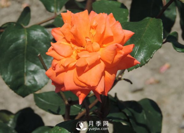 冬季怎么才能讓藤本月季長出更多的強(qiáng)壯新枝？(圖1)