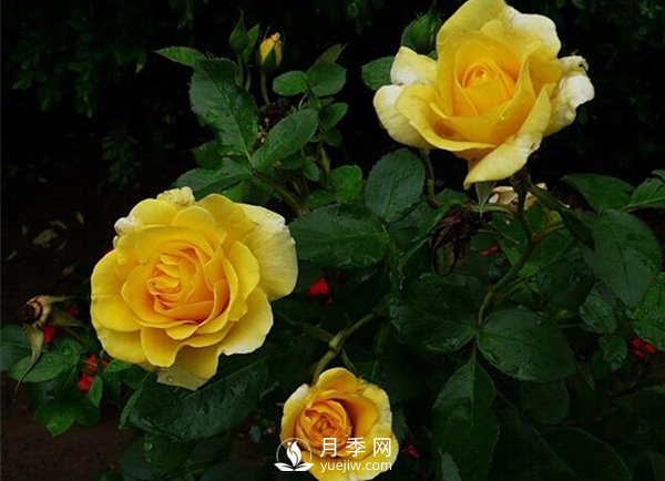 怎么種植月季？有什么栽培要點需要了解的？(圖1)