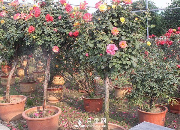 月季花生長(zhǎng)季節(jié)不同修剪的方式也不同！(圖1)
