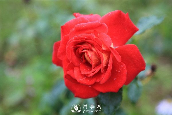 北京紅月季，國月豐花月季推薦(圖2)