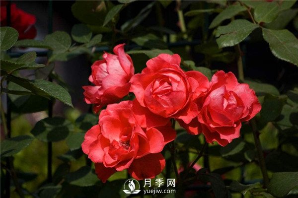 北京紅月季，國月豐花月季推薦(圖3)