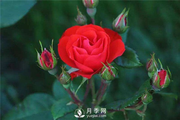 北京紅月季，國月豐花月季推薦(圖1)