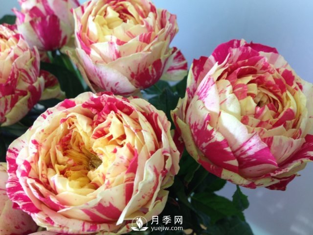 夏天養(yǎng)殖月季花選擇什么品種呢？(圖1)