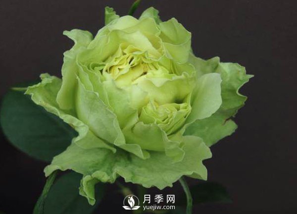 8個標準條件來評估豐花月季的優(yōu)劣（上）(圖1)