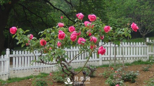 詳細的月季種植表，看完你就知道月季適合什么月份種植了(圖2)