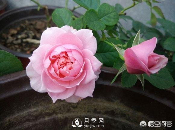 月季是非常好養(yǎng)的植物，想讓它長得旺盛做好幾方面(圖1)
