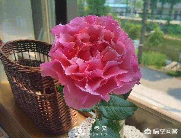 月季是非常好養(yǎng)的植物，想讓它長得旺盛做好幾方面(圖2)
