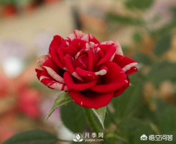 月季苗千差萬別，那么怎樣讓月季長勢好呢？(圖2)