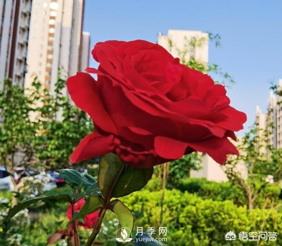 月季苗千差萬別，那么怎樣讓月季長勢好呢？(圖1)